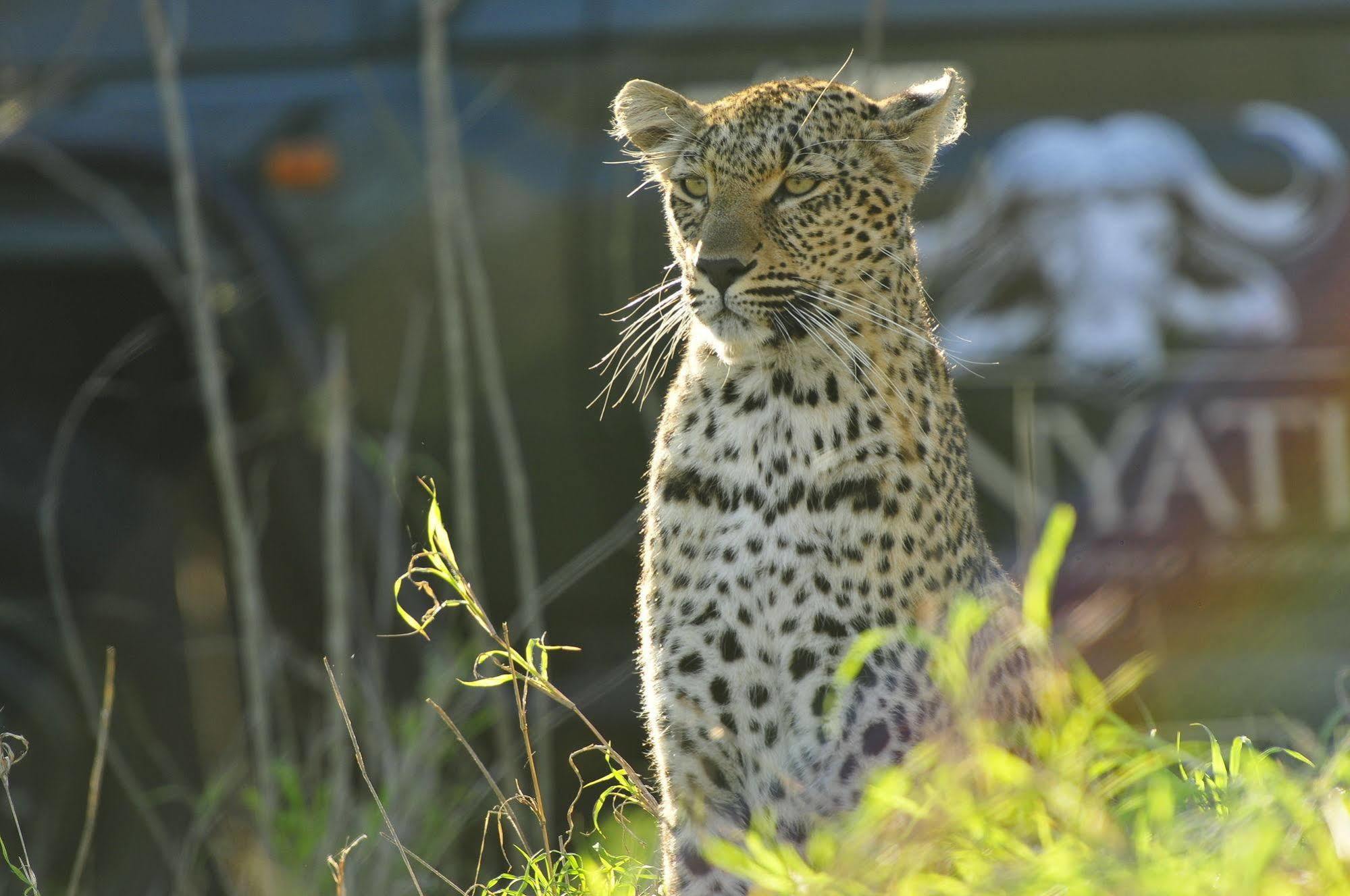 Inyati Game Lodge Metsi Екстериор снимка