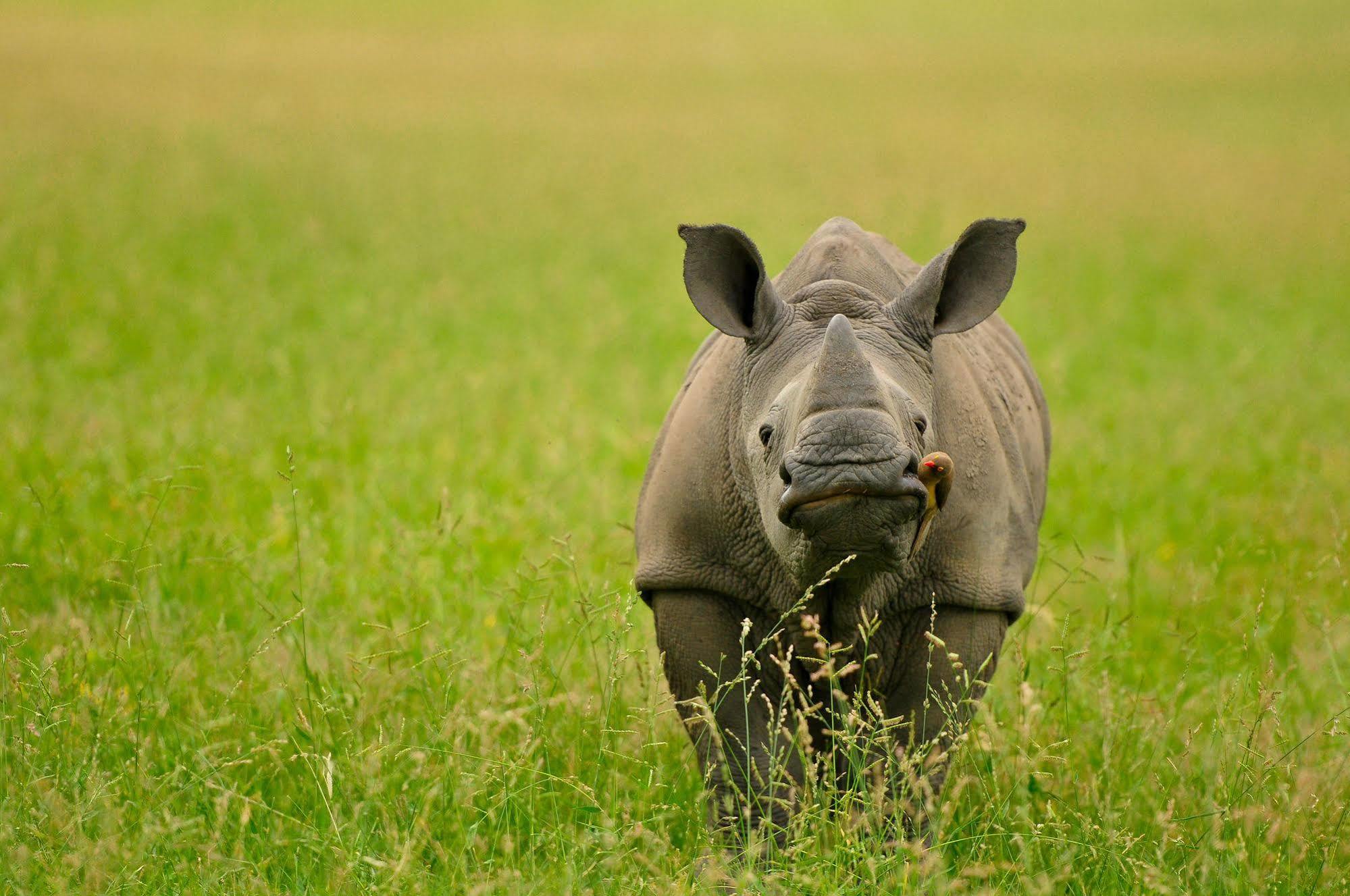 Inyati Game Lodge Metsi Екстериор снимка