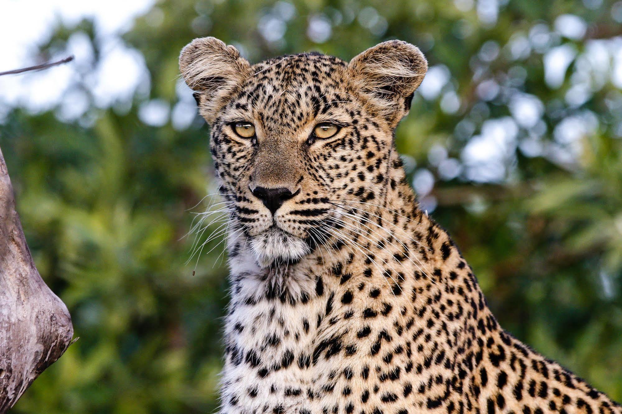 Inyati Game Lodge Metsi Екстериор снимка